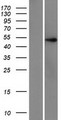 ZNF597 Protein - Western validation with an anti-DDK antibody * L: Control HEK293 lysate R: Over-expression lysate