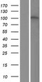 ZNF629 Protein - Western validation with an anti-DDK antibody * L: Control HEK293 lysate R: Over-expression lysate