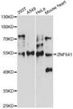 ZNF641 Antibody - Western blot analysis of extracts of various cell lines, using ZNF641 antibody at 1:1000 dilution. The secondary antibody used was an HRP Goat Anti-Rabbit IgG (H+L) at 1:10000 dilution. Lysates were loaded 25ug per lane and 3% nonfat dry milk in TBST was used for blocking. An ECL Kit was used for detection and the exposure time was 30s.