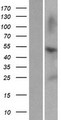 ZNF672 Protein - Western validation with an anti-DDK antibody * L: Control HEK293 lysate R: Over-expression lysate