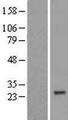 ZNF747 Protein - Western validation with an anti-DDK antibody * L: Control HEK293 lysate R: Over-expression lysate