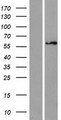 ZNF75 / ZNF75D Protein - Western validation with an anti-DDK antibody * L: Control HEK293 lysate R: Over-expression lysate