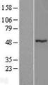 ZNF764 Protein - Western validation with an anti-DDK antibody * L: Control HEK293 lysate R: Over-expression lysate
