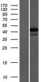 ZNF771 Protein - Western validation with an anti-DDK antibody * L: Control HEK293 lysate R: Over-expression lysate