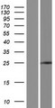 ZNF780A Protein - Western validation with an anti-DDK antibody * L: Control HEK293 lysate R: Over-expression lysate