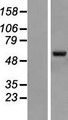 ZNF79 Protein - Western validation with an anti-DDK antibody * L: Control HEK293 lysate R: Over-expression lysate