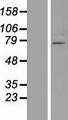 ZNF800 Protein - Western validation with an anti-DDK antibody * L: Control HEK293 lysate R: Over-expression lysate