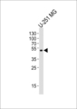 ZNF830 / CCDC16 Antibody - Western blot of lysate from U-251 MG cell line with ZNF830 Antibody. Antibody was diluted at 1:1000. A goat anti-rabbit IgG H&L (HRP) at 1:5000 dilution was used as the secondary antibody. Lysate at 35 ug.