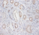 ZNF91 Antibody - Immunohistochemistry of paraffin-embedded human kidney using ZNF91 antibody at dilution 1:100.  This image was taken for the unconjugated form of this product. Other forms have not been tested.