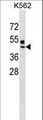 ZNRF4 Antibody - ZNRF4 Antibody western blot of K562 cell line lysates (35 ug/lane). The ZNRF4 Antibody detected the ZNRF4 protein (arrow).