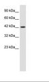 ZP3 Antibody - HepG2 Cell Lysate.  This image was taken for the unconjugated form of this product. Other forms have not been tested.