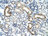 ZRSR2 Antibody - ZRSR2 antibody ARP40573_T100-NP_005080-ZRSR2 (zinc finger (CCCH type), RNA-binding motif and serine/arginine rich 2) Antibody was used in IHC to stain formalin-fixed, paraffin-embedded human kidney.  This image was taken for the unconjugated form of this product. Other forms have not been tested.
