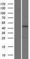 ZSCAN1 / MZF-1 Protein - Western validation with an anti-DDK antibody * L: Control HEK293 lysate R: Over-expression lysate