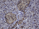 ZSCAN4 Antibody - IHC of paraffin-embedded Human pancreas tissue using anti-ZSCAN4 mouse monoclonal antibody.