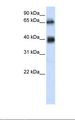 ZUFSP Antibody - Transfected 293T cell lysate. Antibody concentration: 1.0 ug/ml. Gel concentration: 12%.  This image was taken for the unconjugated form of this product. Other forms have not been tested.