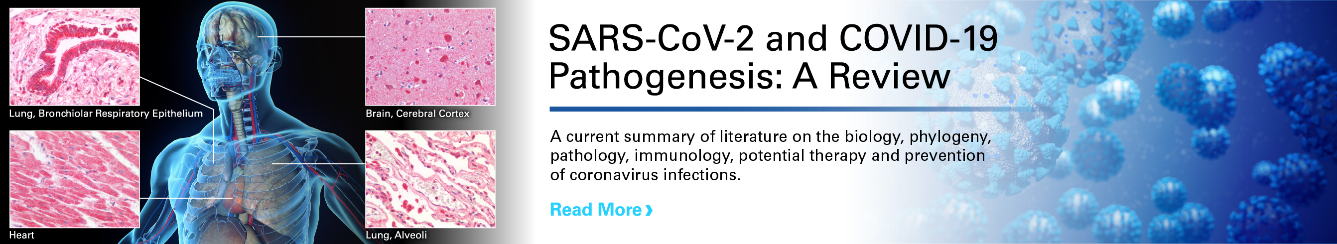Coronavirus Research Products