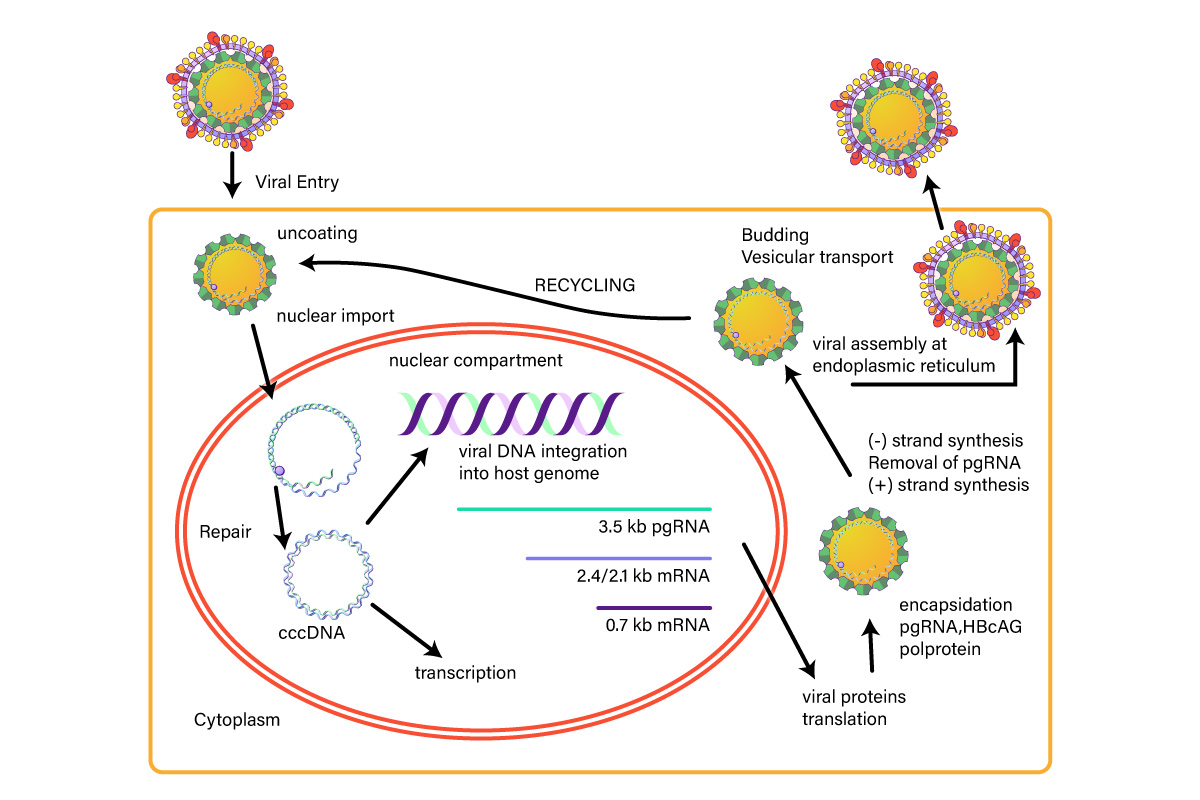 Hepatitis B Cell Cycle