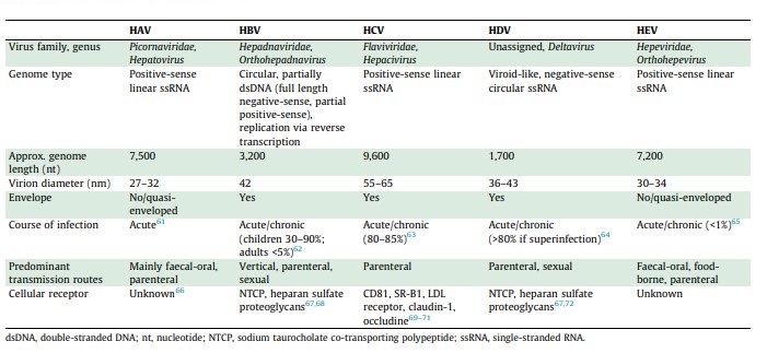 hepatitis virus table