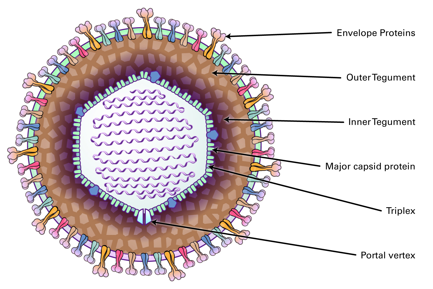 Figure 2: Structure of Herpesviridae Virus
