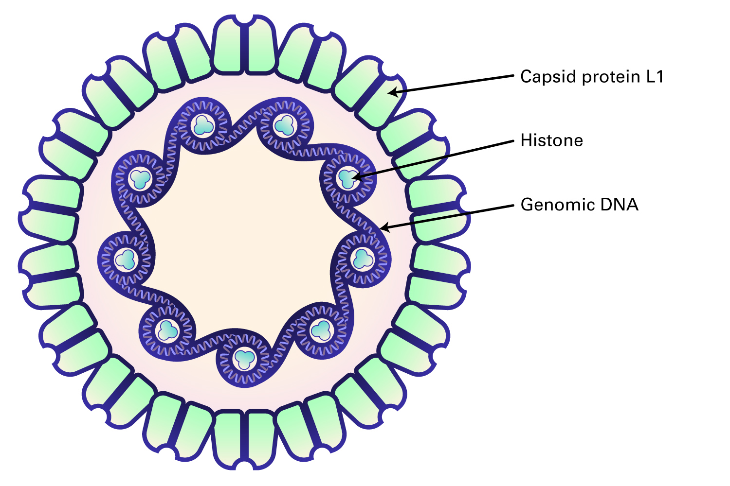 Human papilloma virus papovavirus