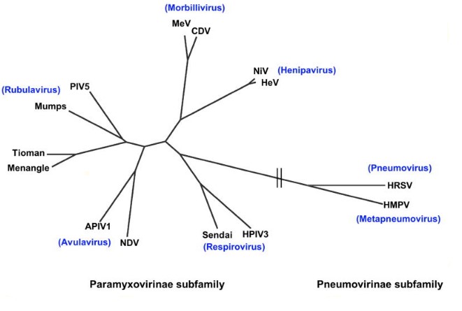 Paramyxoviridae Phylogeny