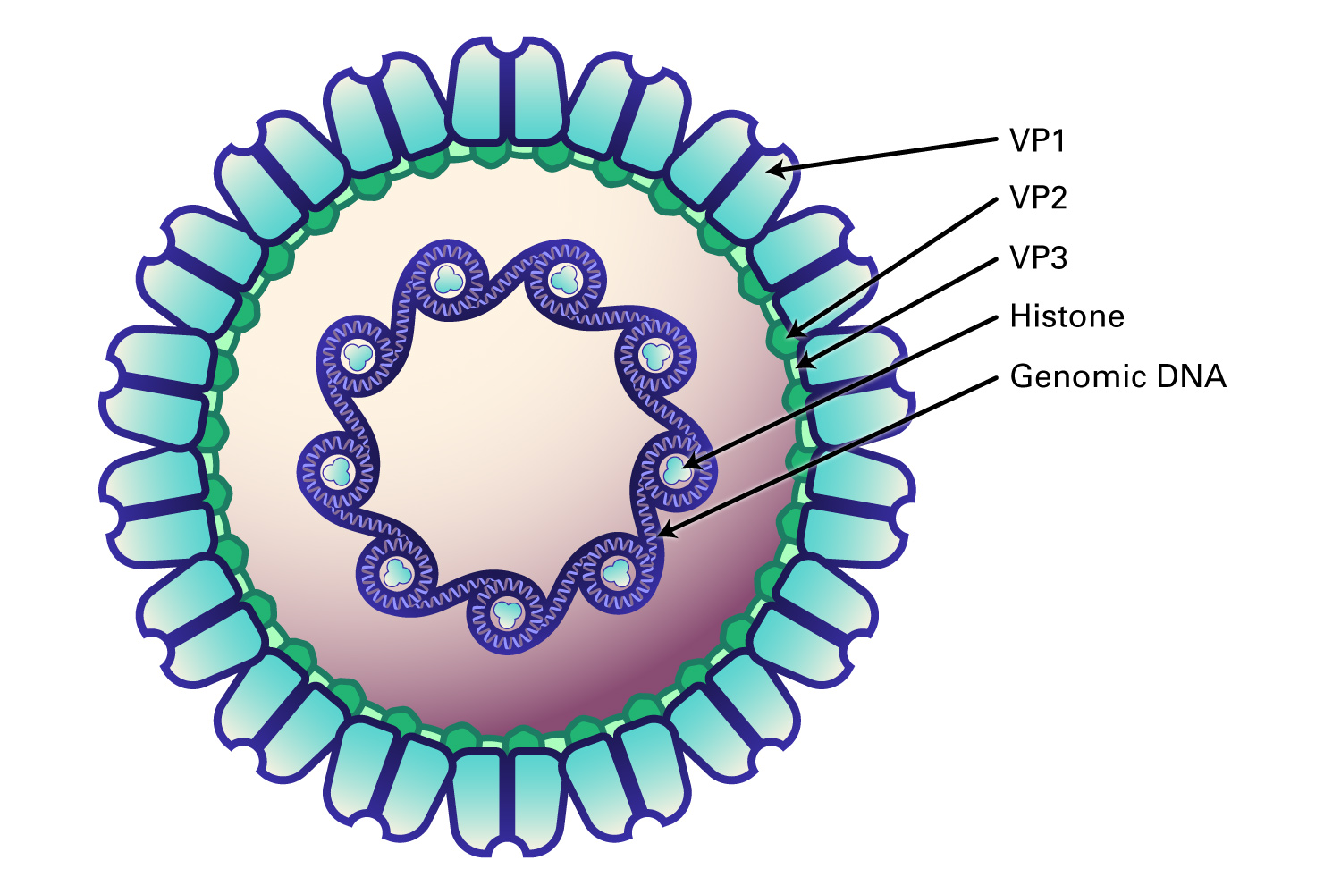 Figure 1: Polyomaviridae viral structure.