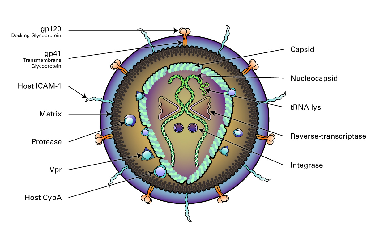 Retroviridae HIV Virion