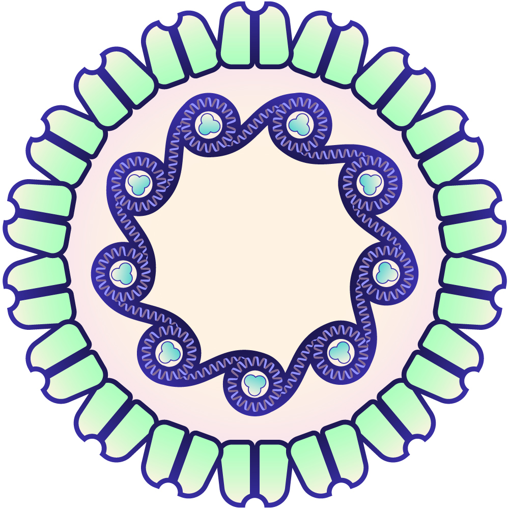 Papillomaviridae (HPV)
