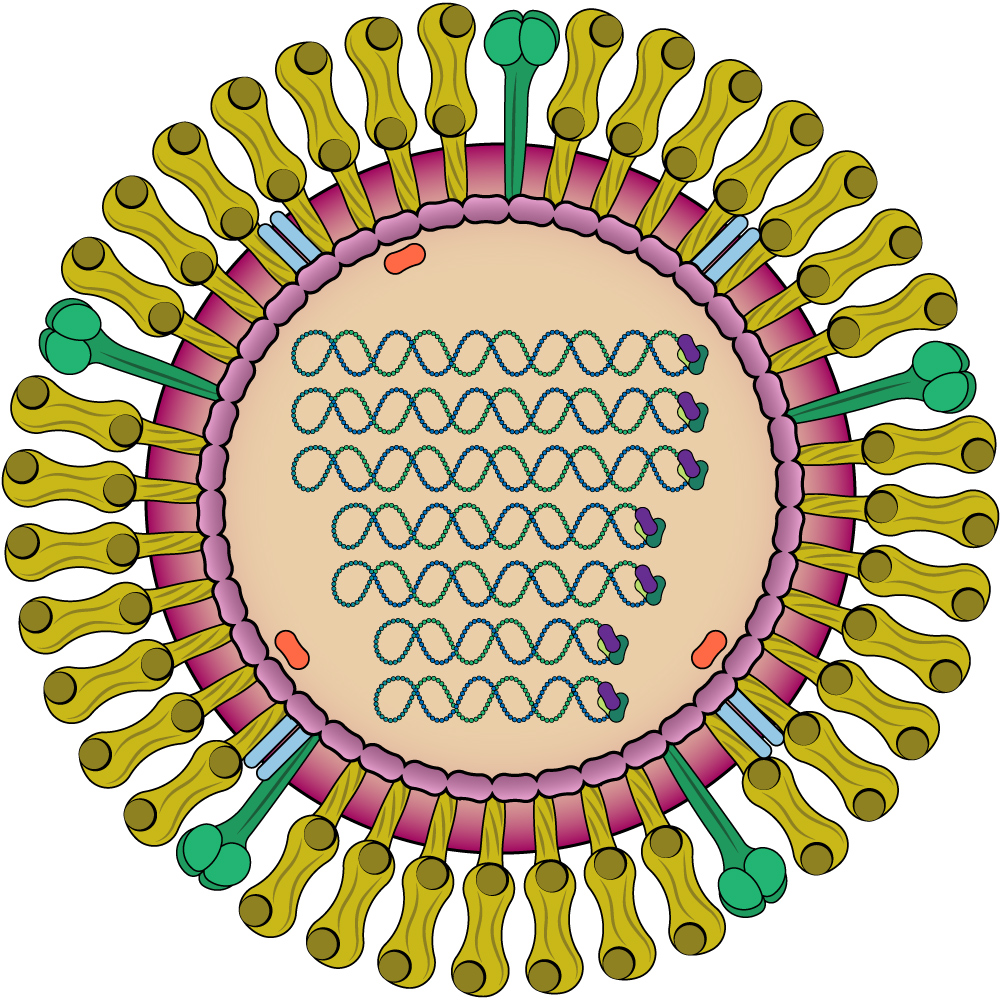 Orthomyxoviridae (Influenza)