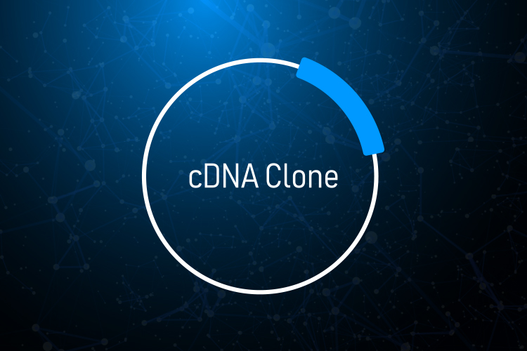 cDNA Clones