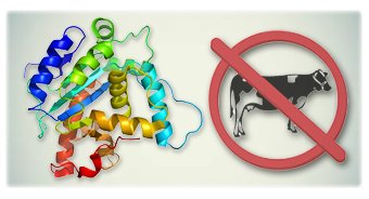 Animal-Free Protein