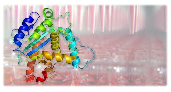 Bio-Active Protein