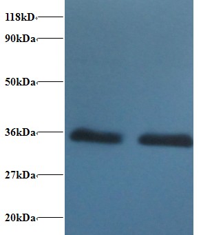 14-3-3 Alpha + Beta Antibody - Western blot of 14-3-3 protein beta/alpha antibody at 2 ug/ml. Lane 1:293T whole cell lysate. Lane 2: EC109 whole cell lysate. Secondary: Goat polyclonal to Rabbit IgG at 1:15000 dilution. Predicted band size: 27 kDa. Observed band size: 36 kDa.  This image was taken for the unconjugated form of this product. Other forms have not been tested.
