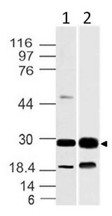 14-3-3 Antibody - Fig-1: Western blot analysis of 14-3-3. Anti-14-3-3 antibody was used at 4 µg/ml on (1) MOLT-4 and (2) MCF-7 lysates.