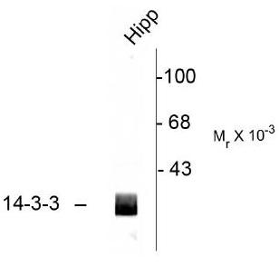 14-3-3 Antibody - Western blot of rat hippocampal (Hipp) lysate showing immunolabeling of the ~29k 14-3-3 protein.