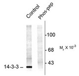 14-3-3 Antibody - Western blot of rat brainstem lysate showing specific immuno- labeling of the ~29k 14-3-3 protein phosphorylated at Ser58 (Control). The immunolabeling is blocked by the phosphopeptide used as the antigen (Phos-pep) but not by the corresponding dephosphopeptide.