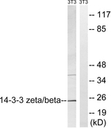 14-3-3 Beta + Zeta Antibody - Western blot analysis of lysates from NIH/3T3 cells, using 14-3-3 beta/zeta Antibody. The lane on the right is blocked with the synthesized peptide.