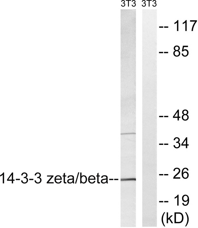 14-3-3 Beta + Zeta Antibody - Western blot analysis of lysates from NIH/3T3 cells, using 14-3-3 beta/zeta Antibody. The lane on the right is blocked with the synthesized peptide.