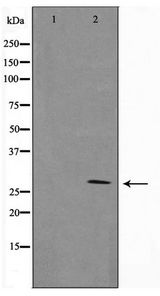 14-3-3 Beta + Zeta Antibody - Western blot of RAW264.7 cell lysate using 14-3-3 beta/ zeta Antibody