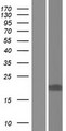 15-PGDH / HPGD Protein - Western validation with an anti-DDK antibody * L: Control HEK293 lysate R: Over-expression lysate