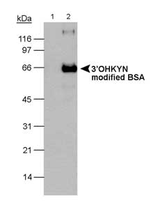 3-OHKYN Antibody - Detection of 3OHKYN in modified BSA. 10 second ECL exposure. Lane 1: BSA (-)Lane 2: BSA (+).  This image was taken for the unconjugated form of this product. Other forms have not been tested.