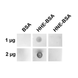 4-HNE Antibody - Dot blot analysis using Mouse Anti-4-Hydroxy-2-hexenal Monoclonal Antibody, Clone 12F4. Primary Antibody: Mouse Anti-4-Hydroxy-2-hexenal Monoclonal Antibody  at 1:1000 for 2 hours at RT. Secondary Antibody: Goat Anti-Mouse IgG:HRP at 1:3000 for 1 hour at RT. The quantities of protein spotted on each panel are as shown.
