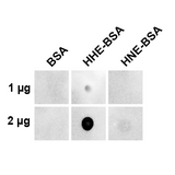 4-HNE Antibody - Dot blot analysis using Mouse Anti-4-Hydroxy-2-hexenal Monoclonal Antibody, Clone 5C11.1. Primary Antibody: Mouse Anti-4-Hydroxy-2-hexenal Monoclonal Antibody  at 1:1000 for 2 hours at RT. Secondary Antibody: Goat Anti-Mouse IgG:HRP at 1:3000 for 1 hour at RT. The quantities of protein spotted on each panel are as shown.