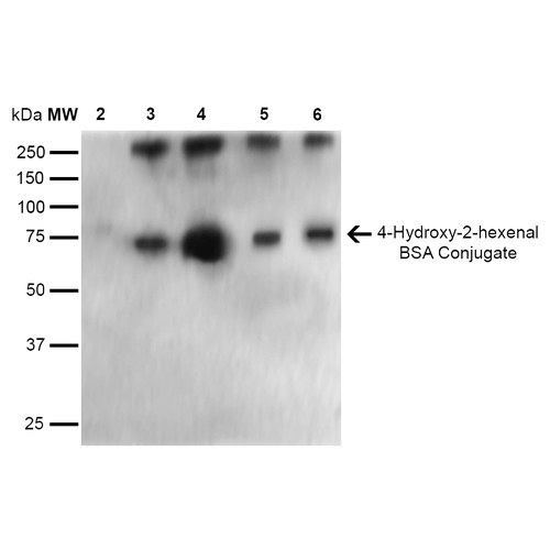 4-HNE Antibody - Western Blot analysis of 4-hydroxy-2-hexanal-BSA Conjugate showing detection of 67 kDa 4-hydroxy-2-hexenal protein using Mouse Anti-4-hydroxy-2-hexenal Monoclonal Antibody, Clone 6F10. Lane 1: Molecular Weight Ladder (MW). Lane 2: BSA (0.5 µg). Lane 3: 4-hydroxyl nonenal-BSA (0.5 µg). Lane 4: 4-hydroxy nonenal-BSA (2.0 µg). Lane 5: 4-hydroxy-2-hexenal (0.5 µg). Lane 6: 4-hydroxy-2-hexenal (2.0 µg). Block: 5% Skim Milk in TBST. Primary Antibody: Mouse Anti-4-hydroxy-2-hexenal Monoclonal Antibody  at 1:1000 for 2 hours at RT. Secondary Antibody: Goat Anti-Mouse IgG: HRP at 1:2000 for 60 min at RT. Color Development: ECL solution for 5 min in RT. Predicted/Observed Size: 67 kDa.