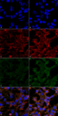 4-Hydroxynonenal Antibody - Immunocytochemistry/Immunofluorescence analysis using Mouse Anti-4-Hydroxynonenal Monoclonal Antibody, Clone 12F7. Tissue: Embryonic kidney epithelial cell line (HEK293). Species: Human. Fixation: 5% Formaldehyde for 5 min. Primary Antibody: Mouse Anti-4-Hydroxynonenal Monoclonal Antibody  at 1:50 for 30-60 min at RT. Secondary Antibody: Goat Anti-Mouse Alexa Fluor 488 at 1:1500 for 30-60 min at RT. Counterstain: Phalloidin Alexa Fluor 633 F-Actin stain; DAPI (blue) nuclear stain at 1:250, 1:50000 for 30-60 min at RT. Magnification: 20X (2X Zoom). (A,C,E,G) - Untreated. (B,D,F,H) - Cells cultured overnight with 50 µM H2O2. (A,B) DAPI (blue) nuclear stain. (C,D) Phalloidin Alexa Fluor 633 F-Actin stain. (E,F) 4-Hydroxynonenal Antibody. (G,H) Composite. Courtesy of: Dr. Robert Burke, University of Victoria.