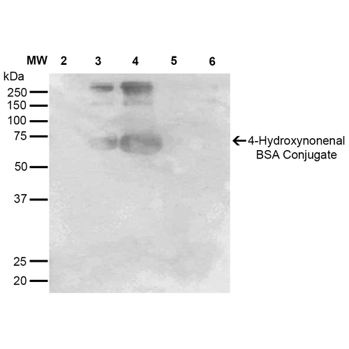 4-Hydroxynonenal Antibody - Western Blot analysis of 4-hydroxy-nonenal-BSA Conjugate showing detection of 67 kDa 4-hydroxy-nonenal protein using Mouse Anti-4-hydroxy-nonenal Monoclonal Antibody, Clone 12F7. Lane 1: Molecular Weight Ladder (MW). Lane 2: BSA (0.5 µg). Lane 3: 4-hydroxyl nonenal-BSA (0.5 µg). Lane 4: 4-hydroxy nonenal-BSA (2.0 µg). Lane 5: 4-hydroxy-2-hexenal (0.5 µg). Lane 6: 4-hydroxy-2-hexenal (2.0 µg). Block: 5% Skim Milk in TBST. Primary Antibody: Mouse Anti-4-hydroxy-nonenal Monoclonal Antibody  at 1:1000 for 2 hours at RT. Secondary Antibody: Goat Anti-Mouse IgG: HRP at 1:2000 for 60 min at RT. Color Development: ECL solution for 5 min in RT. Predicted/Observed Size: 67 kDa.