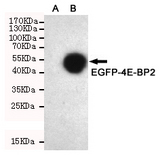 4E-BP2 / EIF4EBP2 Antibody - Western blot detection of 4E-BP2 in CHO-K1 cell lysate ( A ) and CHO-K1 transfected by EGFP-4E-BP2 ( B ) cell lysate using 4E-BP2 mouse monoclonal antibody (1:1000 dilution).