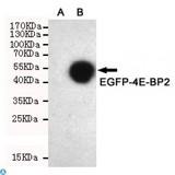 4E-BP2 / EIF4EBP2 Antibody - Western blot detection of 4E-BP2 in CHO-K1 cell lysate (A) and CHO-K1 transfected by EGFP-4E-BP2 (B) cell lysate using 4E-BP2 mouse mAb (1:1000 diluted).