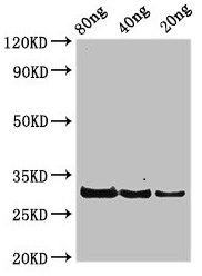 50S ribosomal protein L7/L12 Antibody - Western Blot Positive WB detected in Recombinant protein All lanes: rplL antibody at 3.25µg/ml Secondary Goat polyclonal to rabbit IgG at 1/50000 dilution Predicted band size: 30 kDa Observed band size: 30 kDa