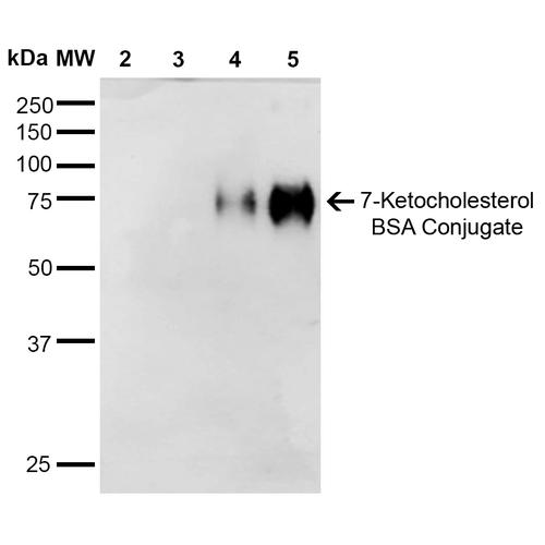 7-Ketocholesterol Antibody - Western Blot analysis of 7-Ketocholesterol-BSA Conjugate showing detection of 67 kDa 7-Ketocholesterol protein using Mouse Anti-7-Ketocholesterol Monoclonal Antibody, Clone 3F7. Lane 1: Molecular Weight Ladder (MW). Lane 2: BSA (0.5 µg). Lane 3: BSA (2.0 µg). Lane 4: 7-ketocholesterol-BSA (0.5 µg). Lane 5: 7-ketocholesterol-BSA (2.0 µg). Block: 5% Skim Milk in TBST. Primary Antibody: Mouse Anti-7-Ketocholesterol Monoclonal Antibody at 1:1000 for 2 hours at RT. Secondary Antibody: Goat Anti-Mouse IgG: HRP at 1:2000 for 60 min at RT. Color Development: ECL solution for 5 min in RT. Predicted/Observed Size: 67 kDa.